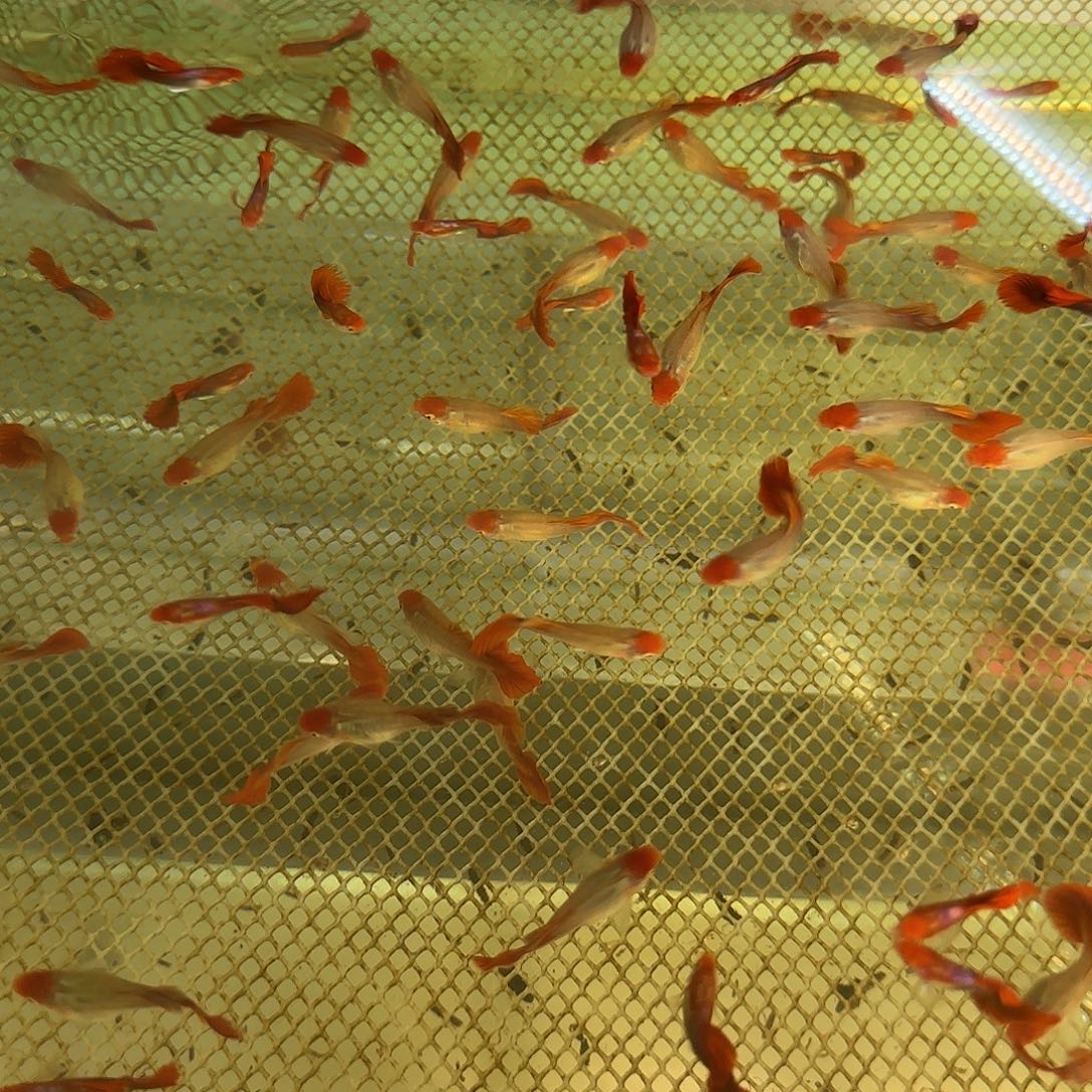 孔雀鱼红头折扇3对