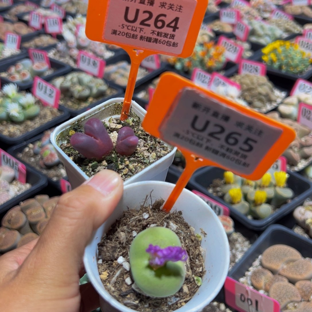 264.265 一物一拍，默认有伤，介意勿拍，不退不换