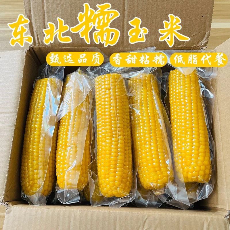 【整箱10支】2025东北精选新鲜粘糯玉米黄糯玉米真空