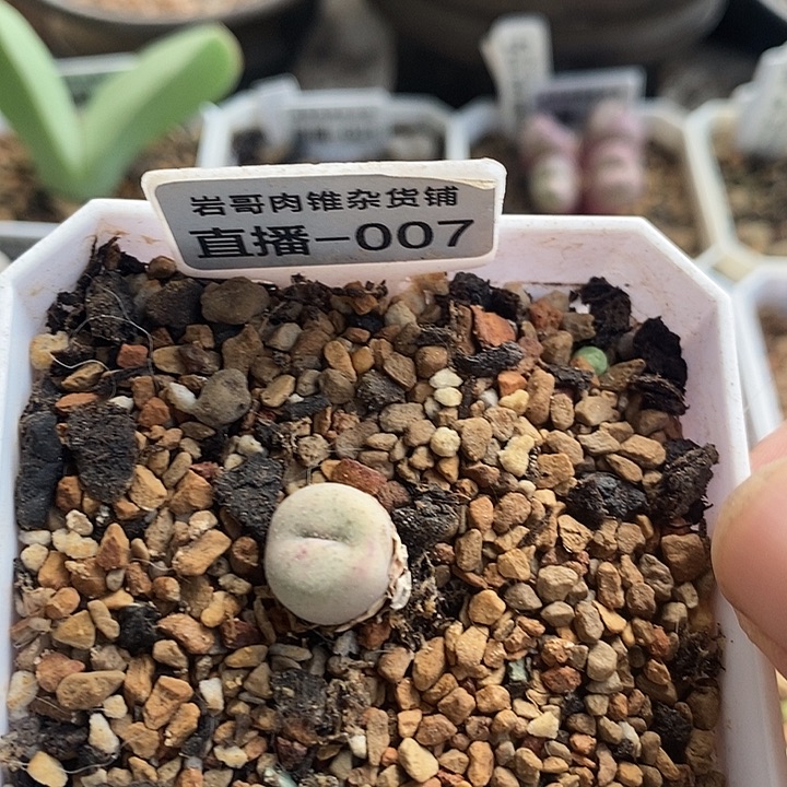 AP种源189f奶油嘴