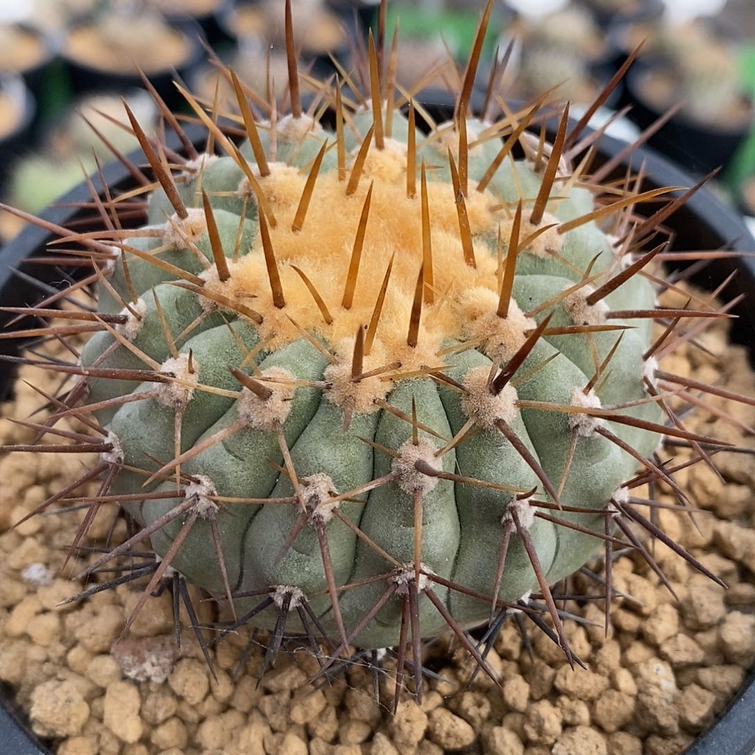 仙人球自根金刺孤龙