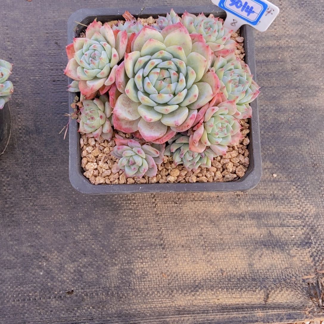 一****3014把辣汤群一颗