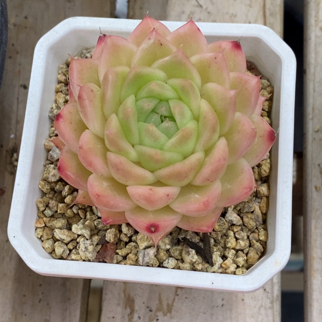 精品多肉一物一拍不包整172