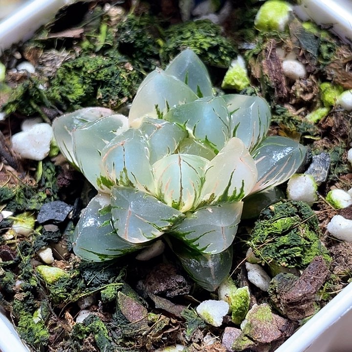 552北极锦一物一拍