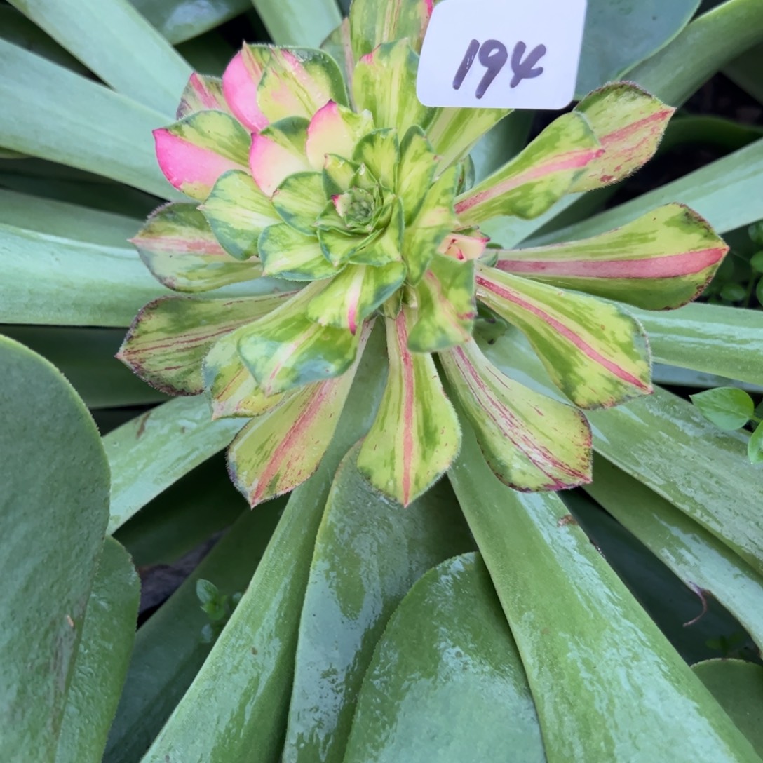 194五代知否嫁接多肉