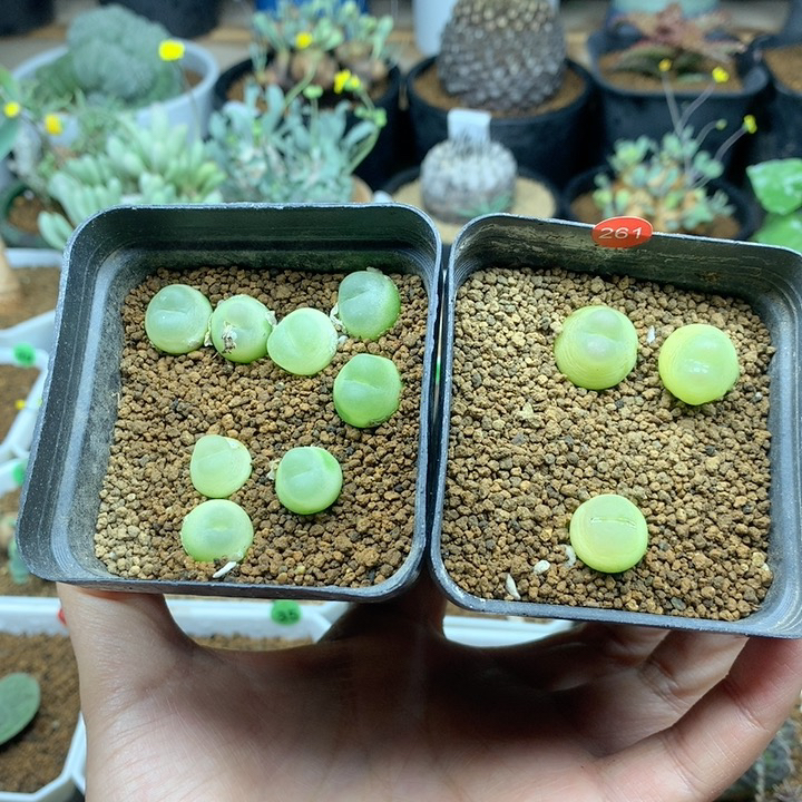 肉锥拉登11颗1.2-1.5cm 带盆有老伤