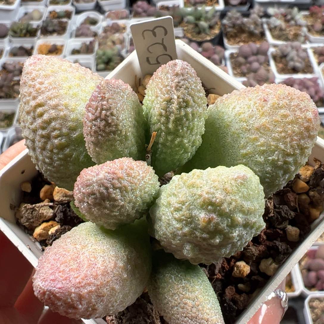 特价实生新品单头纯木质桩多肉植物