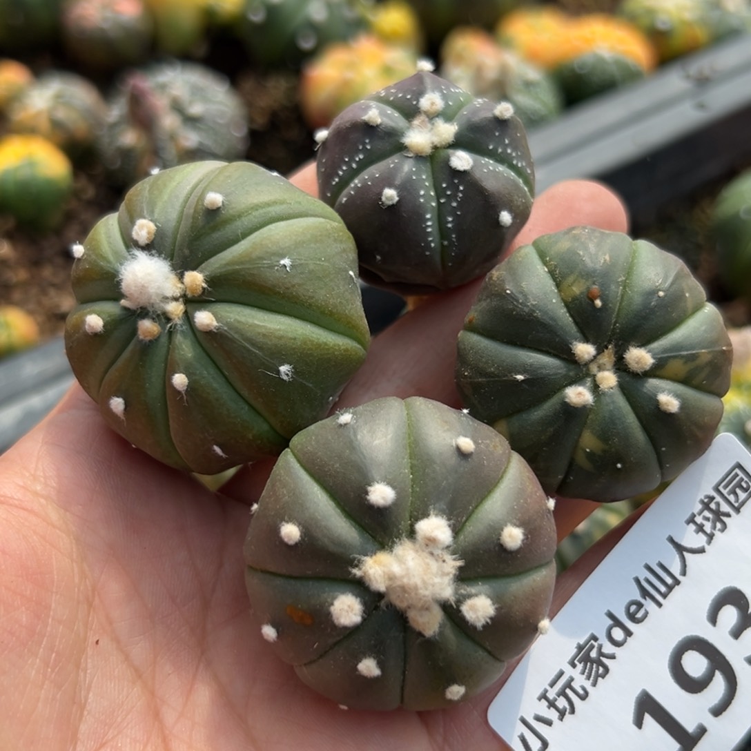 实生兜 仙人球的世界里