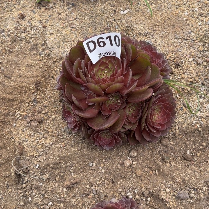 幸*瑞妈多肉植物610