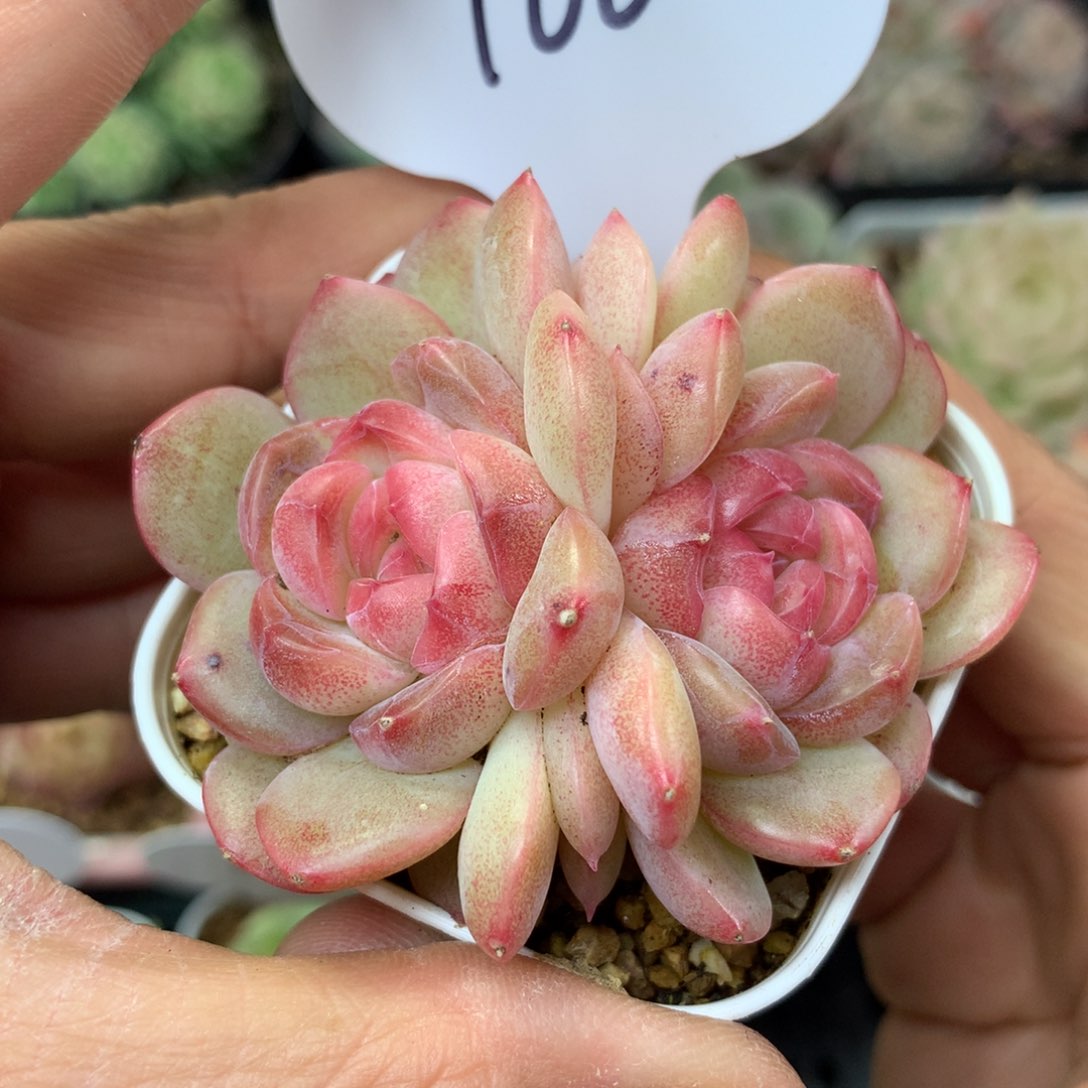 琴心双头166多肉