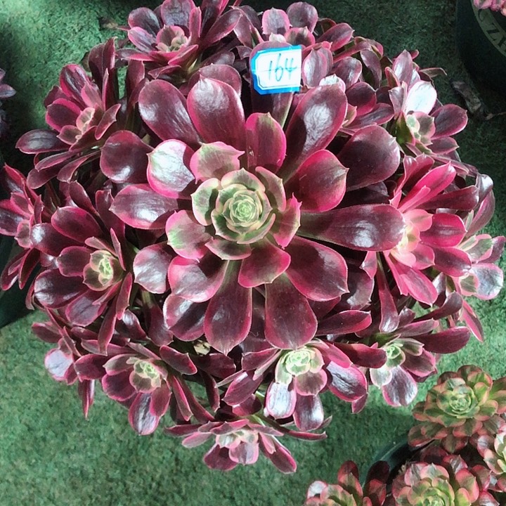 164凤冠多肉法师