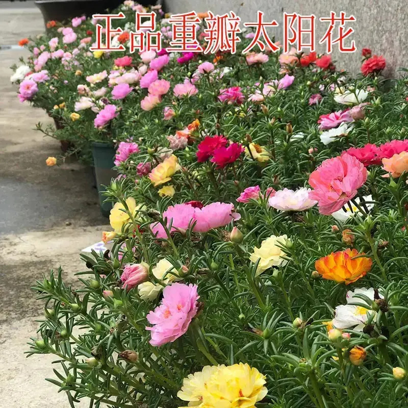 【正品重瓣太阳花种子】庭院阳台耐热耐旱花种子太阳花单质氮肥料商品图