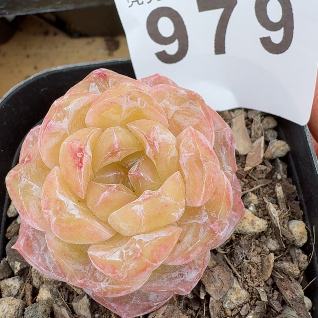 石化霜花         精品多肉