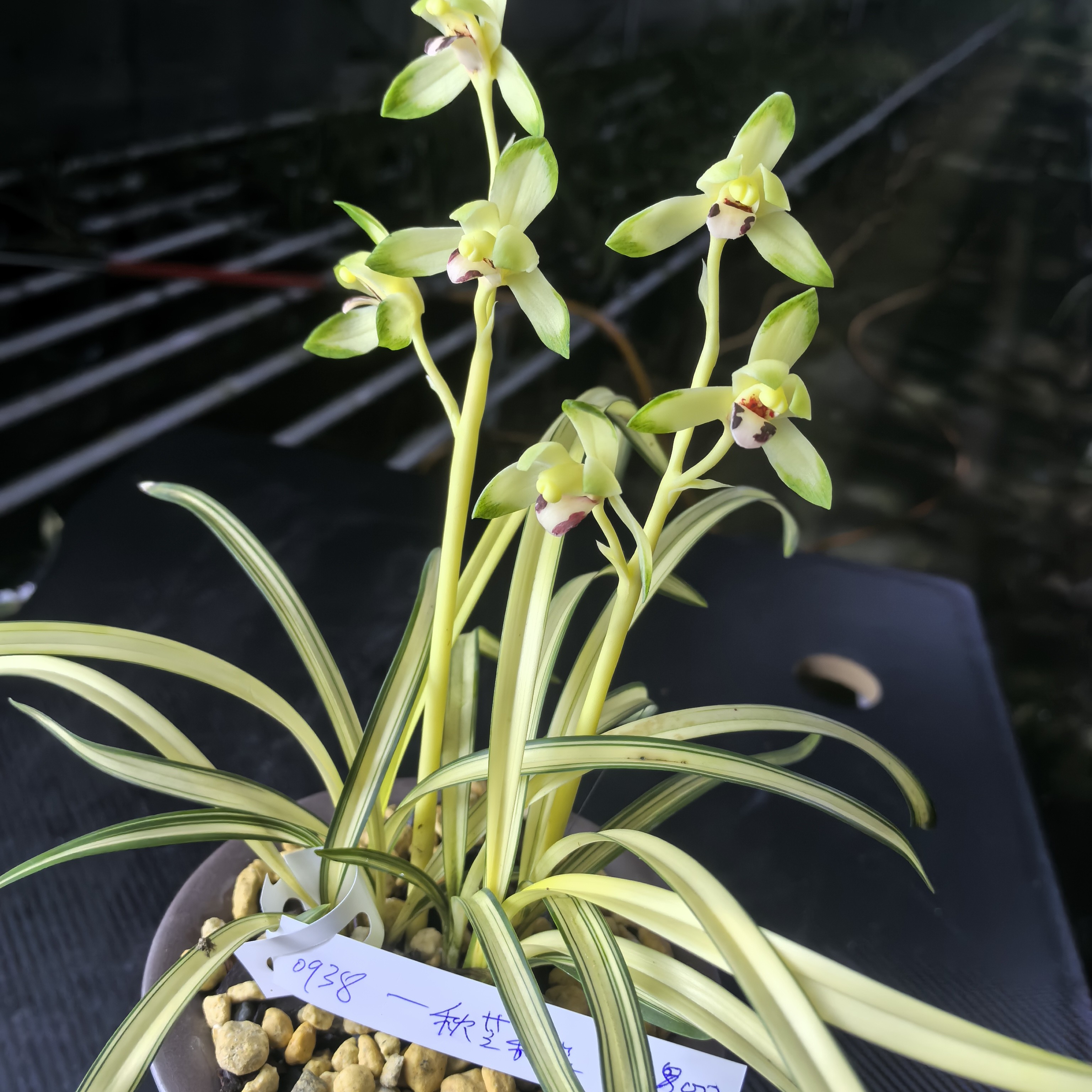 兰花铭品秋芝【福如东海】子母2苗连体