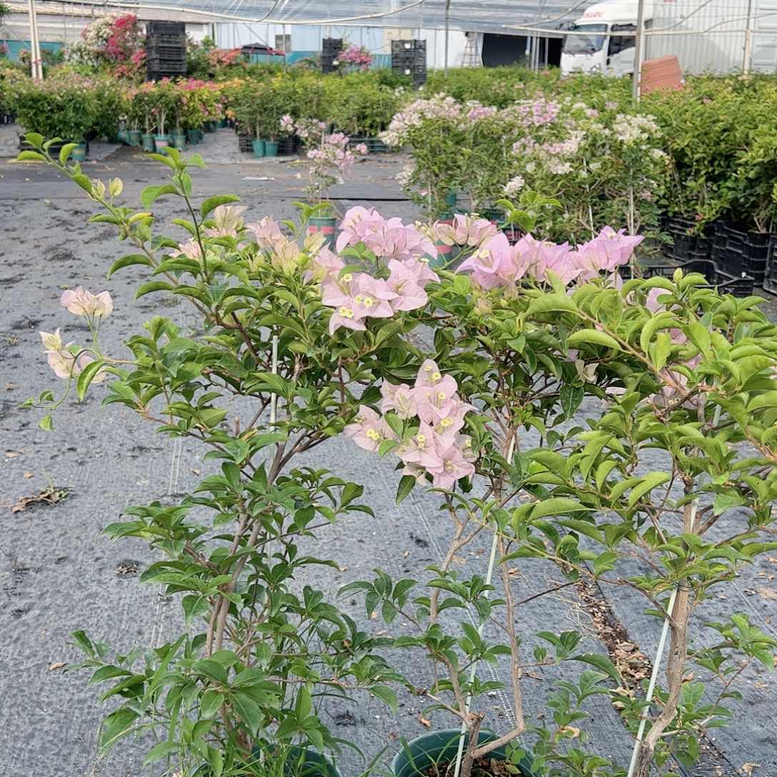 当前无花栽培后可以开花苹果花一颗