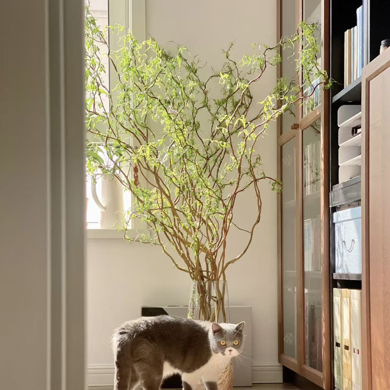 1扎金龙柳 枯木逢春金丝楠藤高级软装精品 (两单发顺丰或京东快递