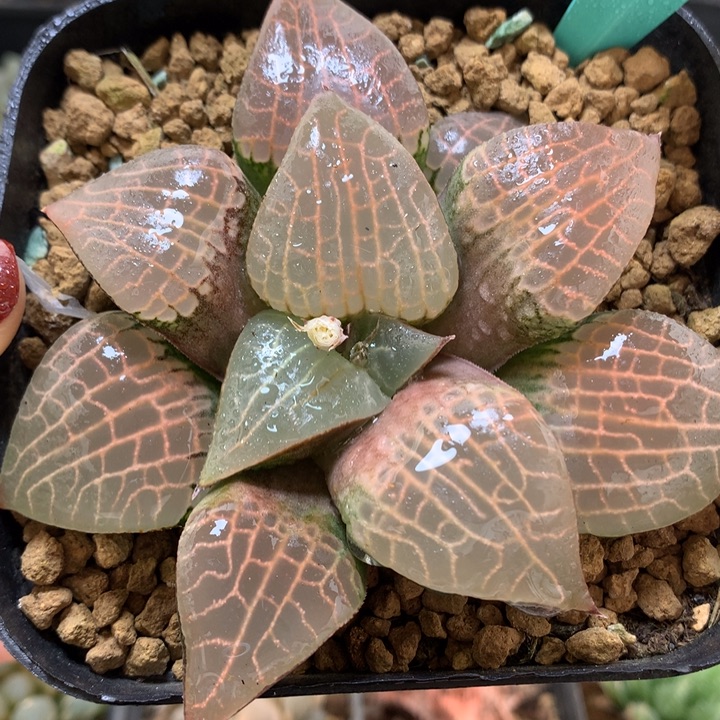 水晶康平带盆土发货