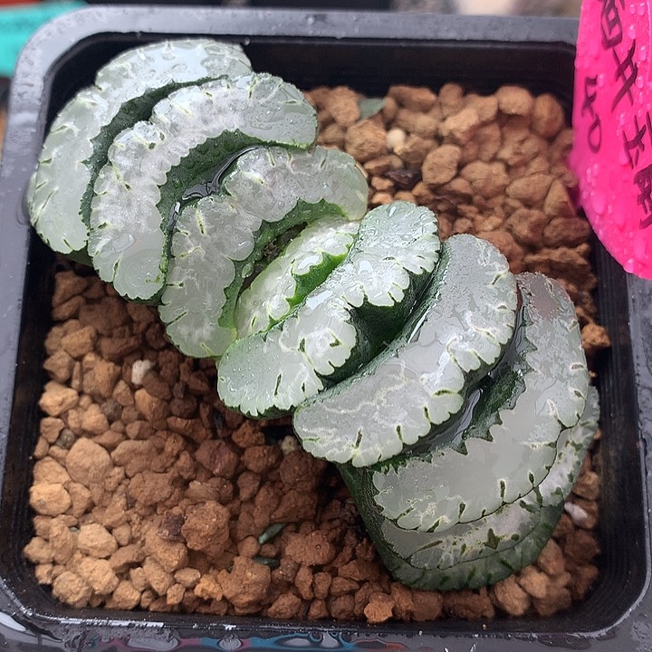 酒井玉扇一物一拍