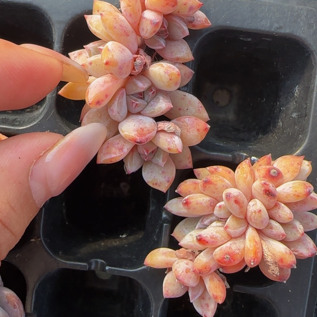 杨***丫黄皮6头朵朵1颗特价