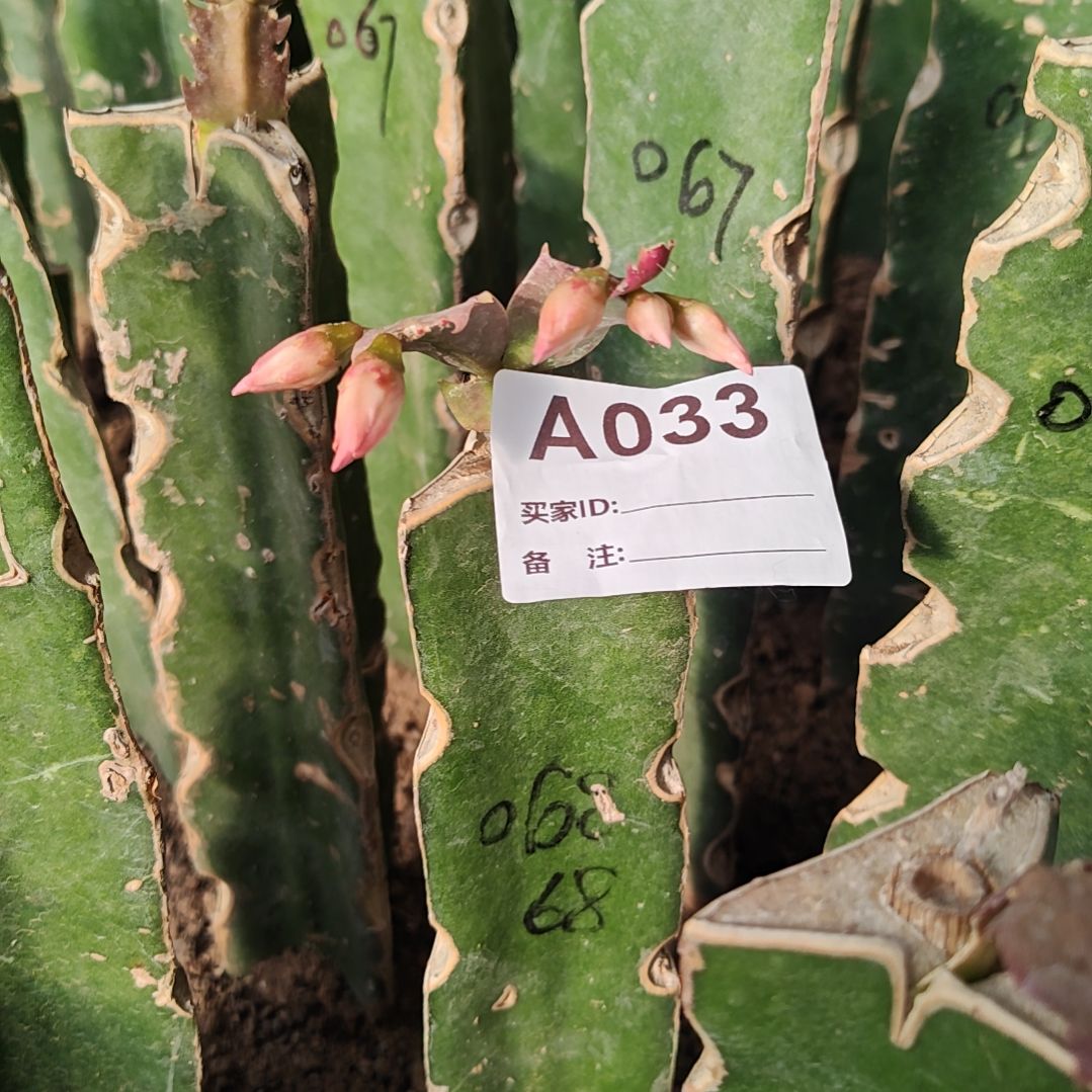 068红黄双色重瓣零下五度以上包邮33