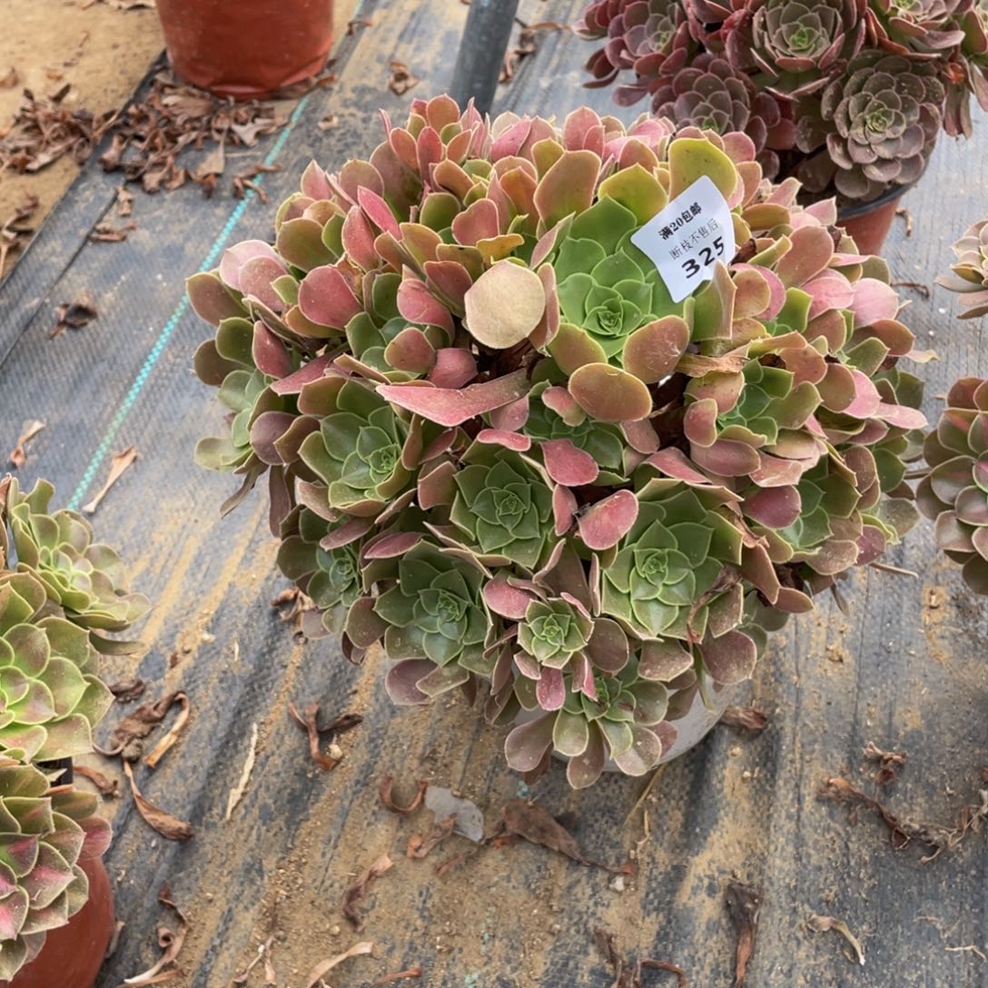 325韶秀法师多肉断枝不包