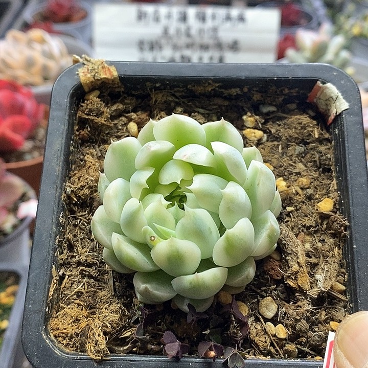 14110香草月影白腹轮多肉