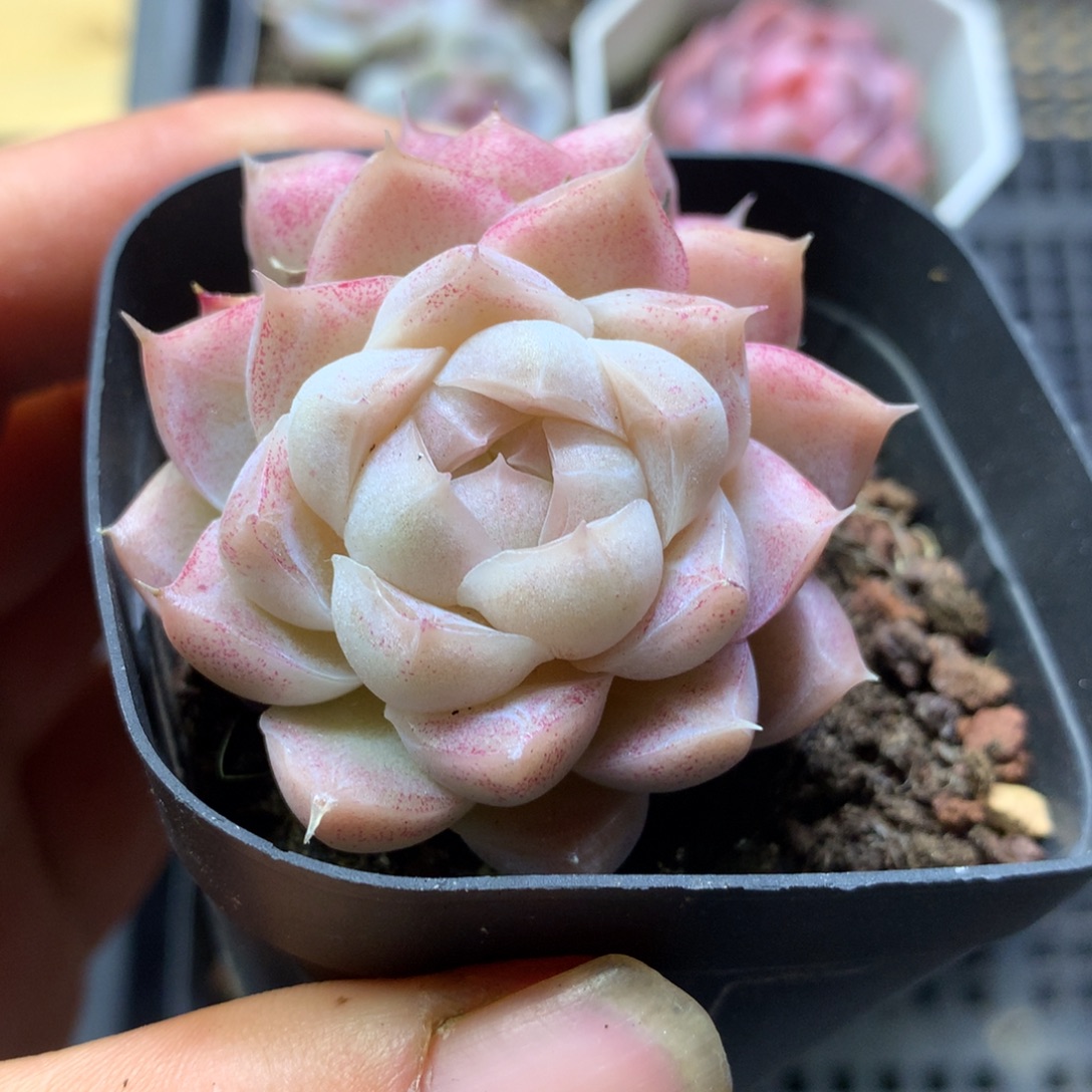 月影系杂交精控一物一拍