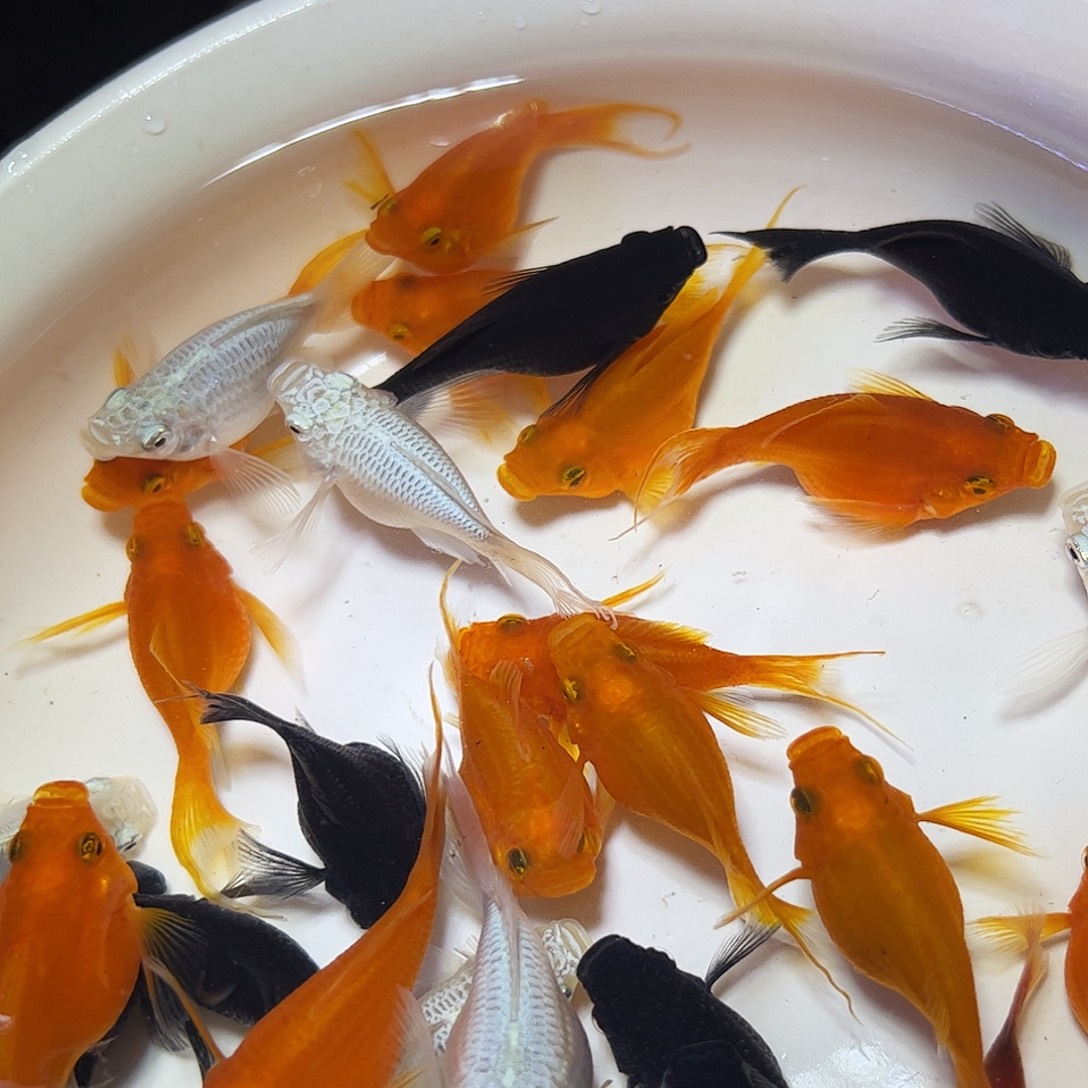 孔雀鱼黄玛丽球5对种鱼