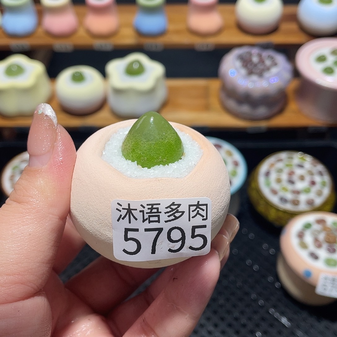 棒***糖带盆土植物 一物一拍5795