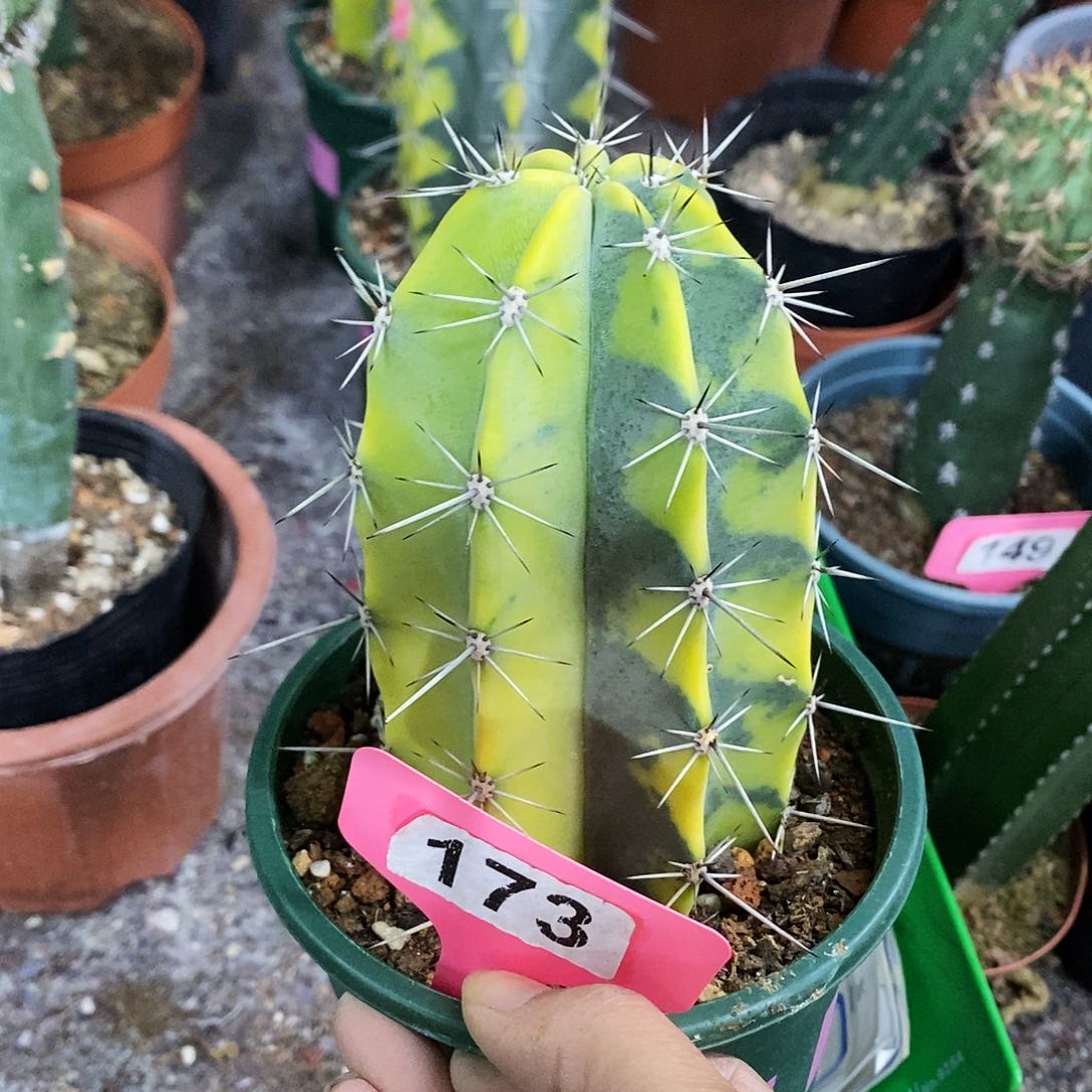 花花草草花花草草