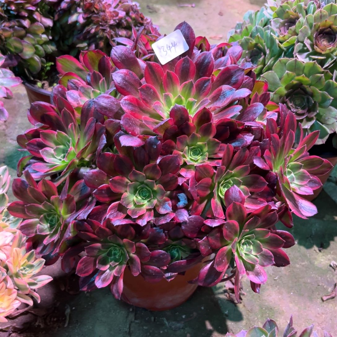 多肉植物安娜344