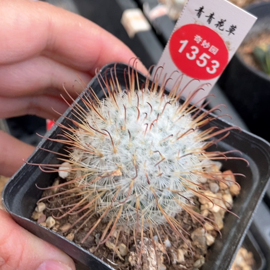 实生雪顶割刺丰明丸3.9cm