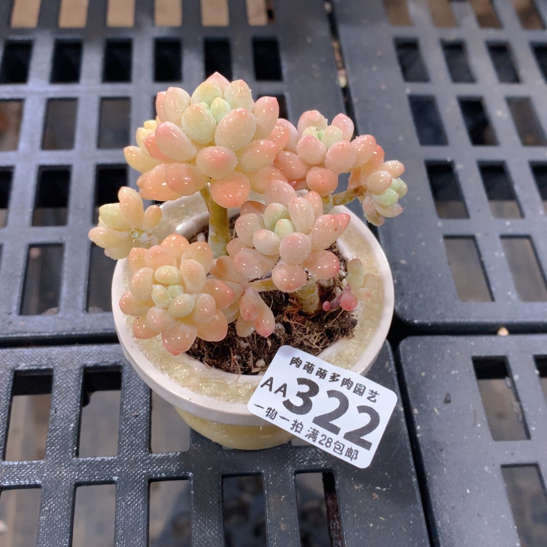 肉萌萌拇指盆精控多肉AA322