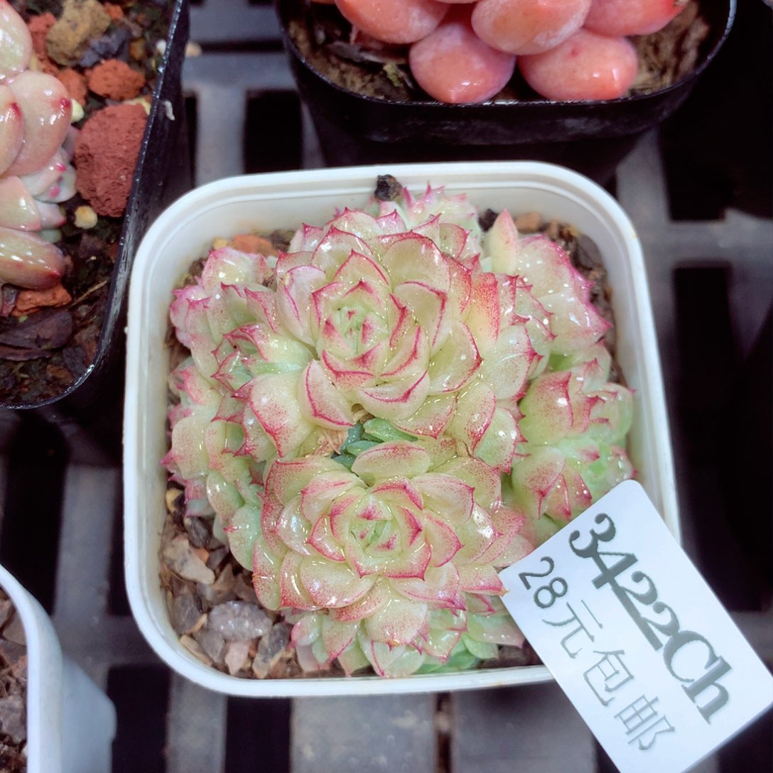 5厘米盆精控多肉3422