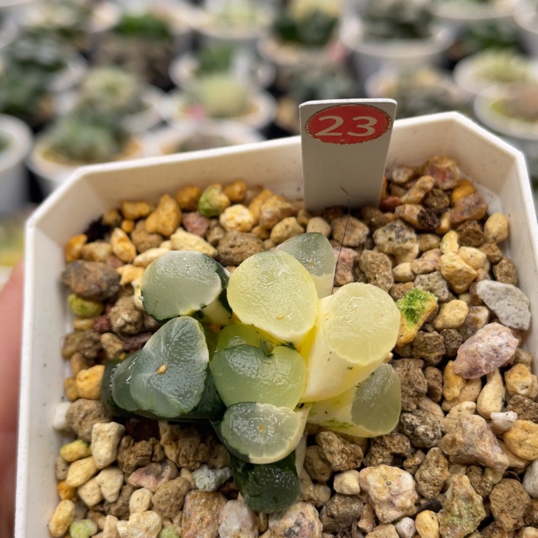 23 红月亮万象锦1111111