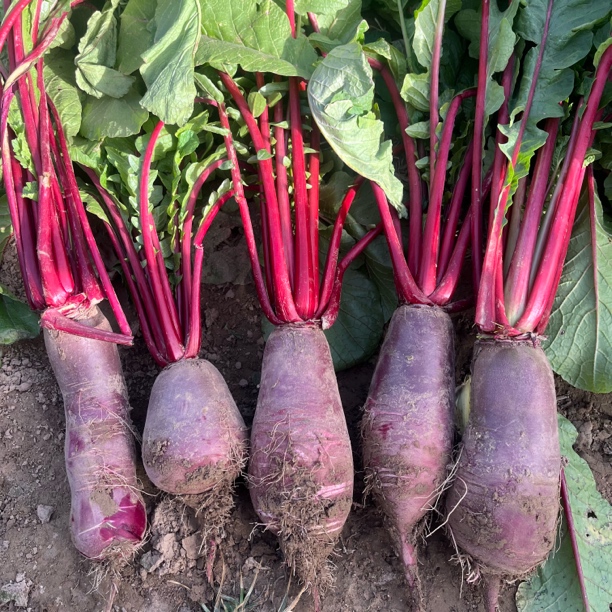 凤梨小萝卜新鲜现拔微甜微辣自家种的形状不一自然生长