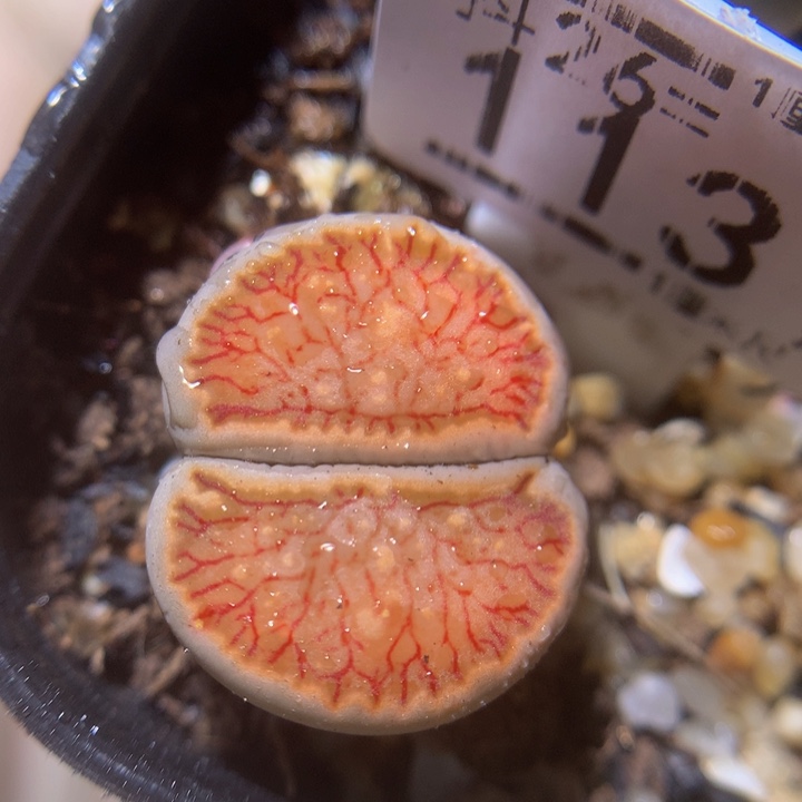 精品生石花26.113