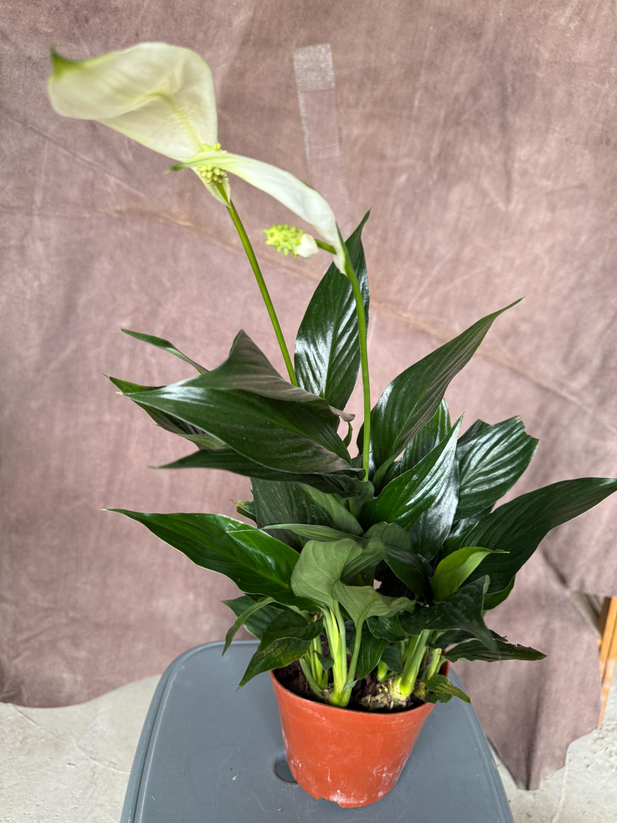 美酒皇冠一帆风顺白掌水培盆栽室内花卉绿植净化空气好养活