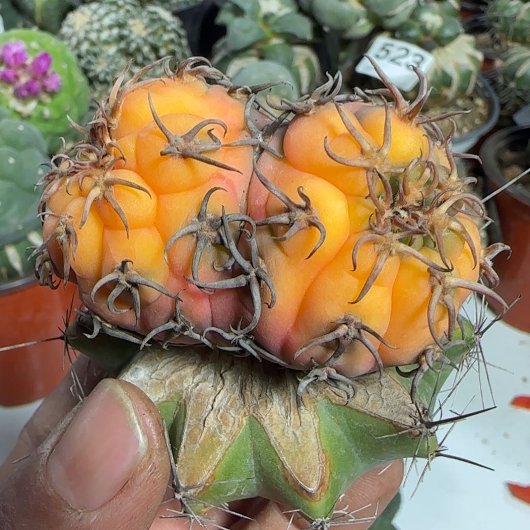 【闪购商品】双头密刺猫爪锦764植物