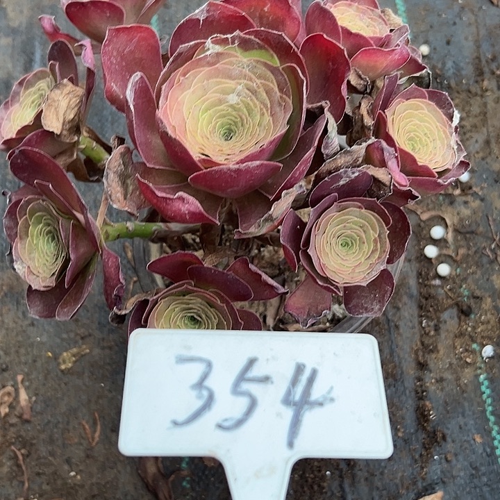 多肉植物梅金法师