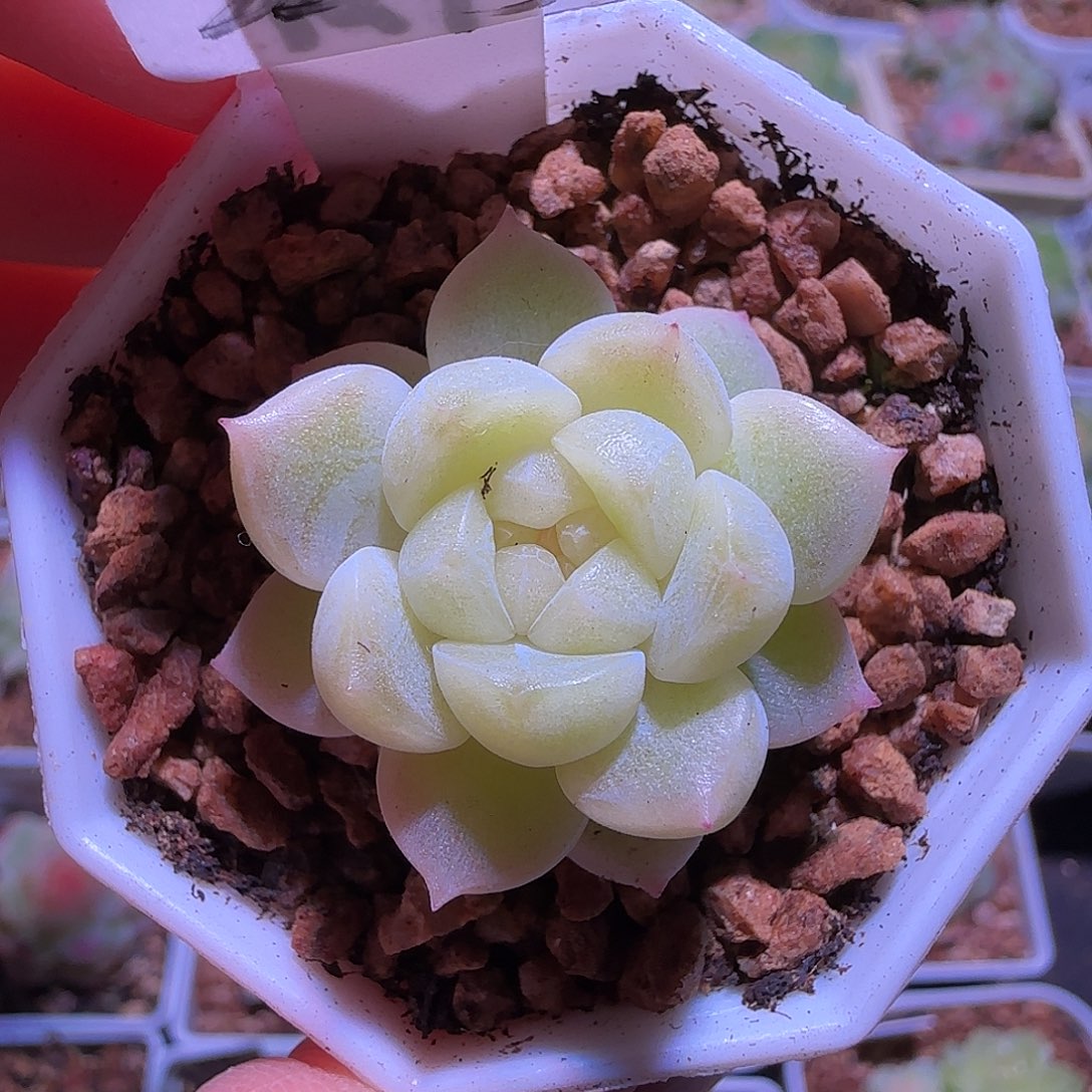 22-58福利密语财富单头