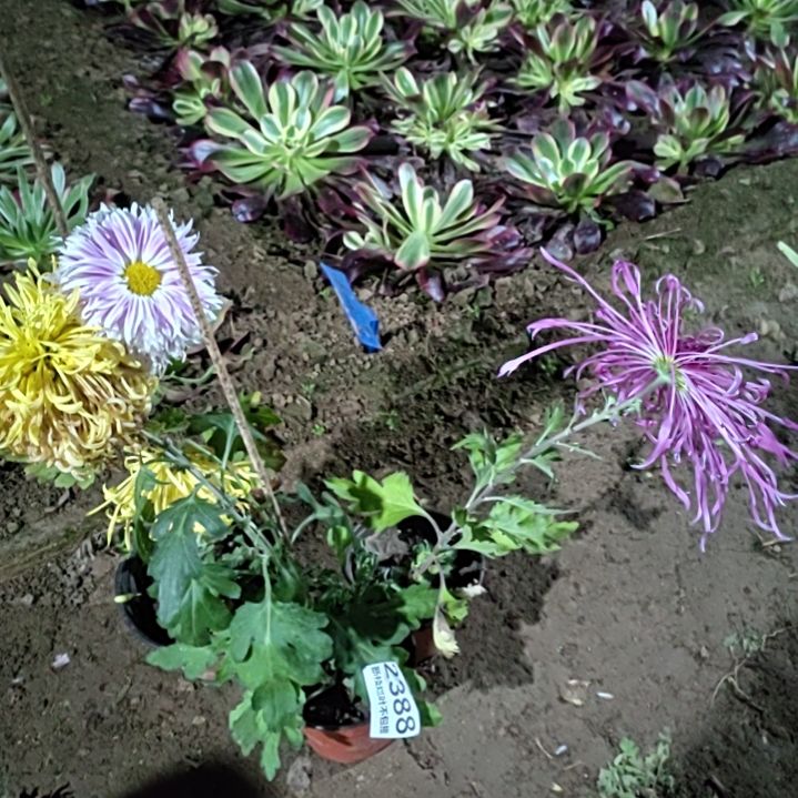 完全开放土球发货一物一拍剪花发货无售后2388