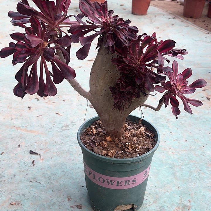 红陶哈哈哈哈哈哈哈哈哈