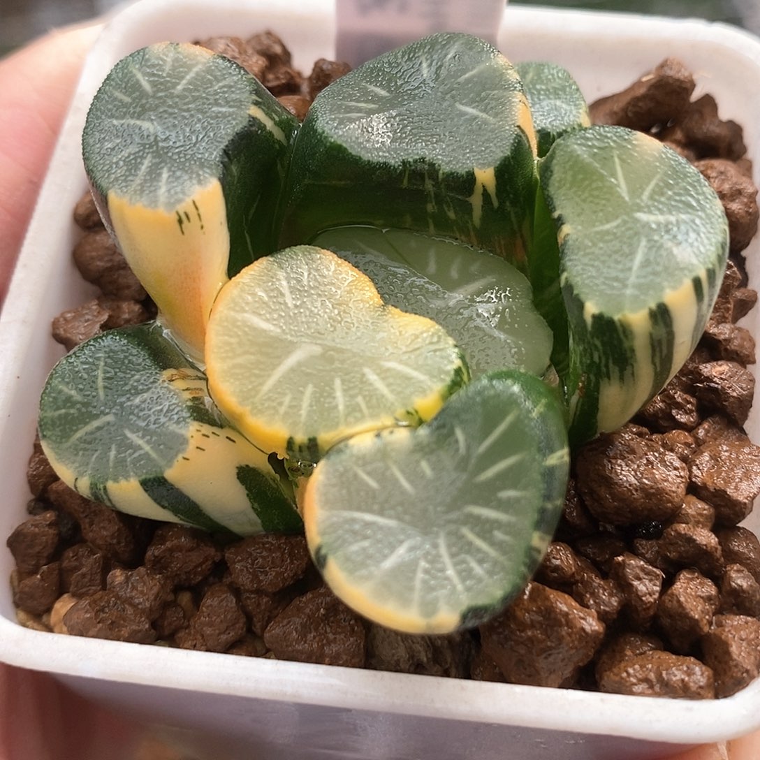 红陶28号欧大宝实生万象锦