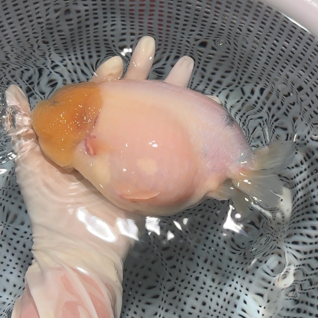 金鱼精品高货兰寿