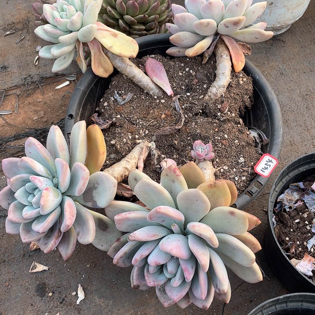 1454奥普一物一拍多肉