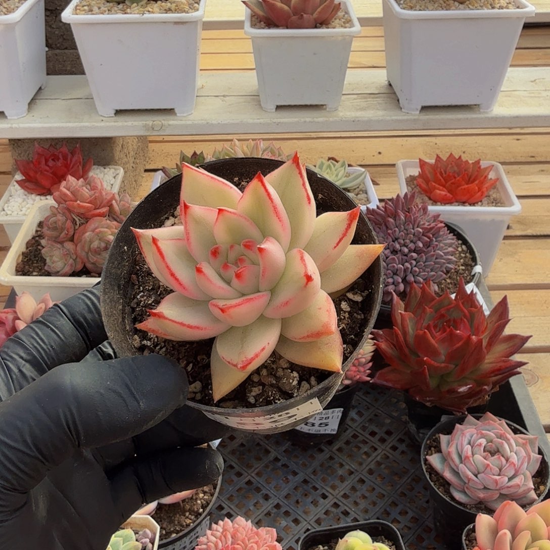 1128-89樱花玛丽亚锦