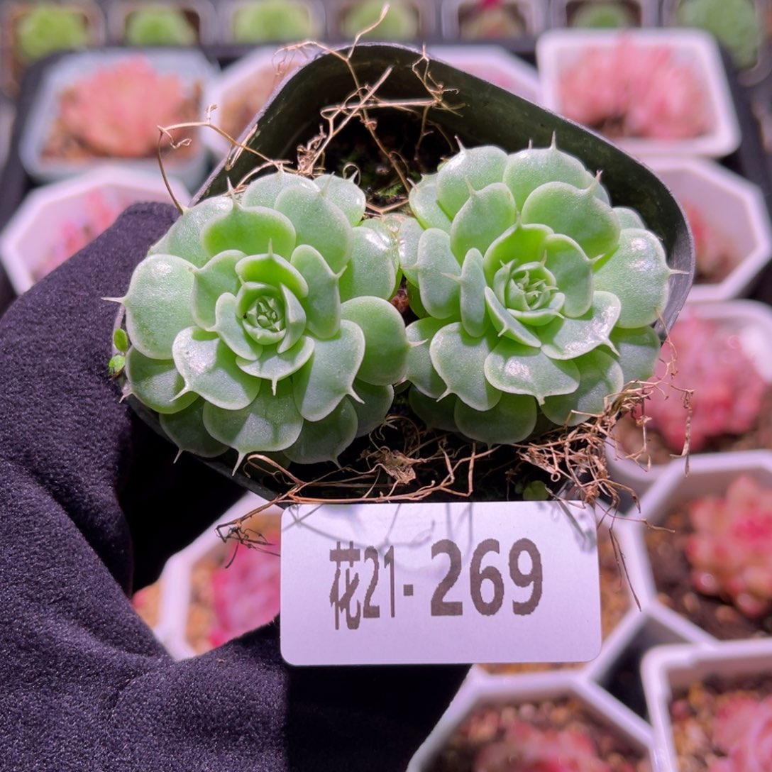 花利美21-269贝尔