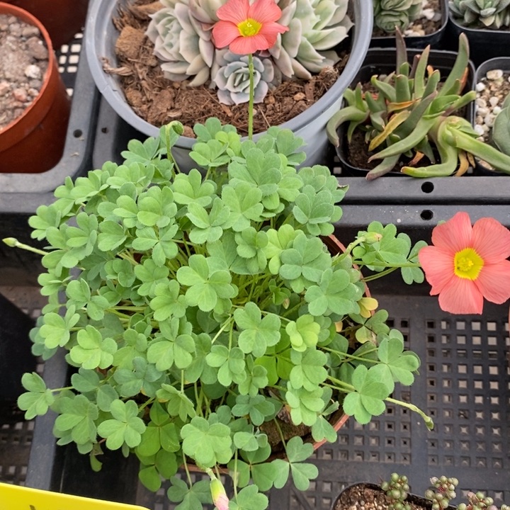 伯克利和格蕾纳等著名音乐