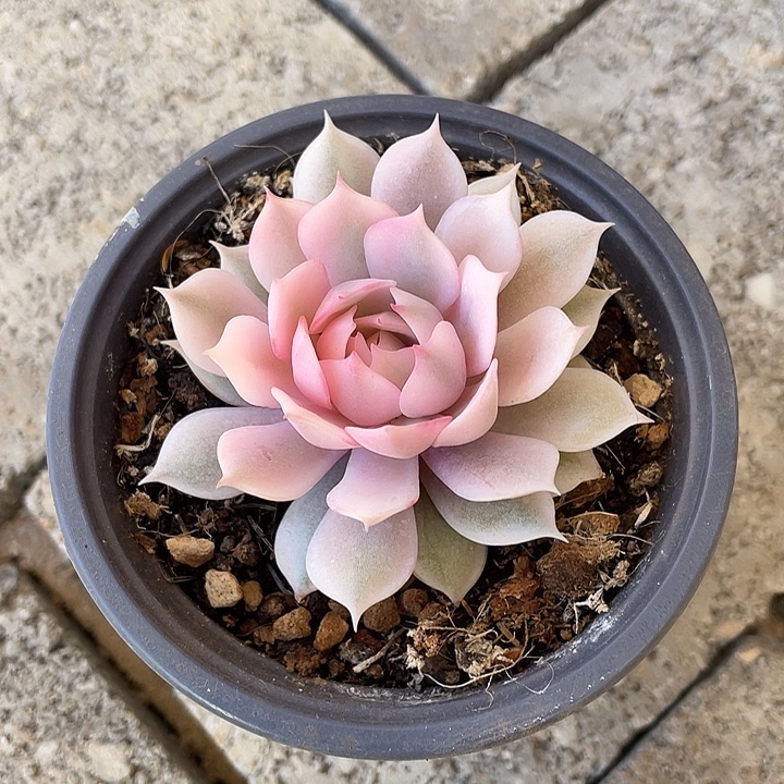 粉蝶锦一物一拍锦龙